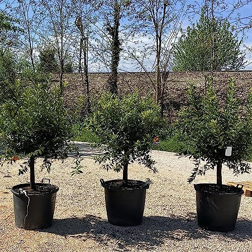 SAVINI VIVAI Planta de mandarina, árbol de cítricos, mandarina Ciaculli tardía en maceta de 70 cm altura 180-200 cm 16-18 años de injerto, fabricado en Italia