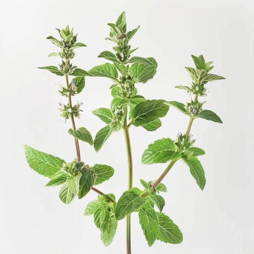 1000 Graines de Menthe Pouliot (Mentha pulegium)