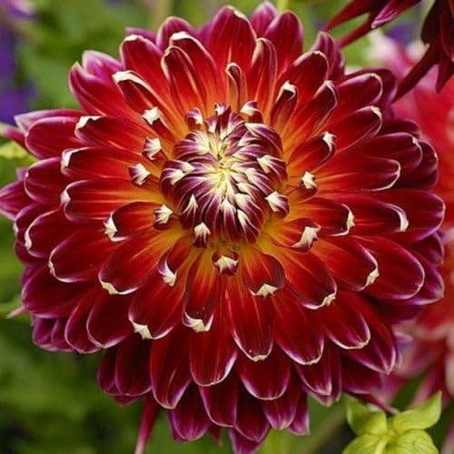 Rizoma de dalia perenne/Decuado para plantar al aire libre/Diseño de paisaje/Plantación Primavera y otoño-2 Rizomas-d