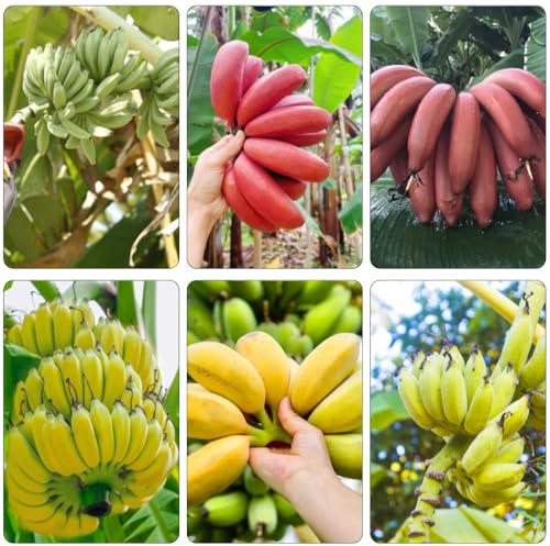 semillas de plátano decoración de banano resistente cama elevada jardín columnar bonsái interior comprar bonsáis resistentes para jardines rocas 300pcs