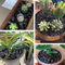 VELLES Steine Kieselsteine Schwarze Dekosteine für Vasen Deko Kies Schwarz Aquarium Steine Kleine Zierkies Gartensteine Gartendeko Steine zum Basteln Aquarienkies Garten Stein - 1,9kg