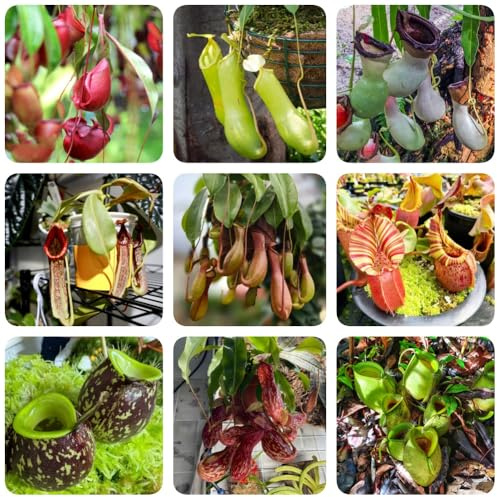 Semi di Nepenthes, da giardino roccioso resistenti resistenti per il giardino prodotti sostenibili verdi da interno regali 200pcs