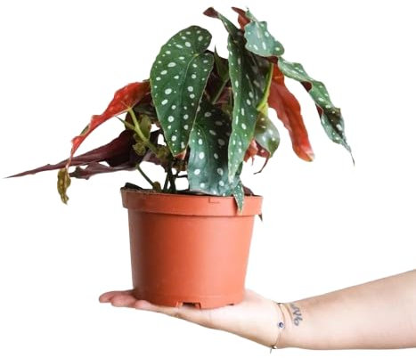 Begonia Maculata Planta Natural Resistente y de Poco Riego