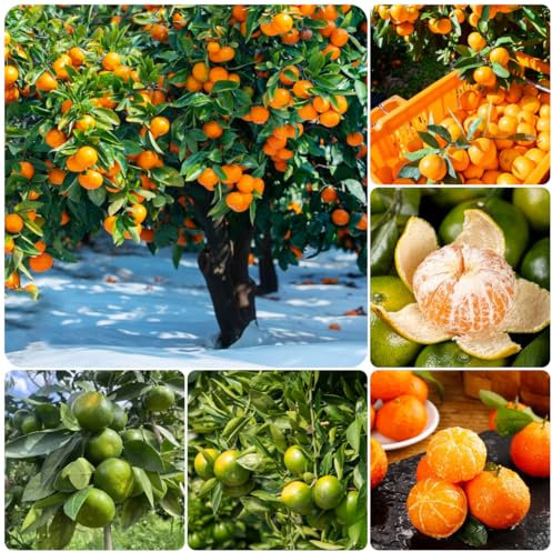 150 pcs orangenbaum winterhart samen säulen obstbäume, winterharte pflanzen mandarinenbaum - Citrus reticulata - exotische früchte, winterharte pflanzen für garten balkonpflanzen winterhart,