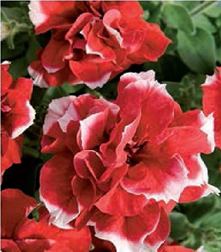 JustSeed - Flower - Petunia - Double Pirouette Red and White - 30 Pelleted Seeds