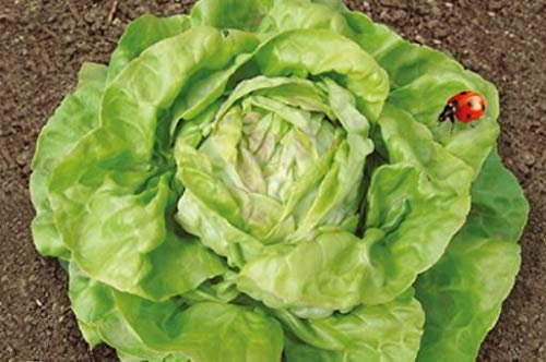 Pezzi - 40x Lattuga Iceberg Maikönig Eko - Insalata Seme Verdure KS520 - Seeds & Plants Shop by Ipsa