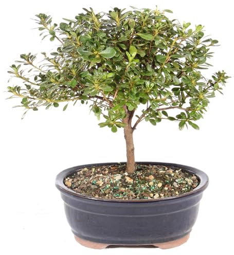 Brussel's Bonsai Live Satsuki Azalea Bonsai, Outdoor, Live Flowering Bonsai Tree - Medium, 6 Years Old, 8 to 10 inches Tall - Ceramic Bonsai Pot