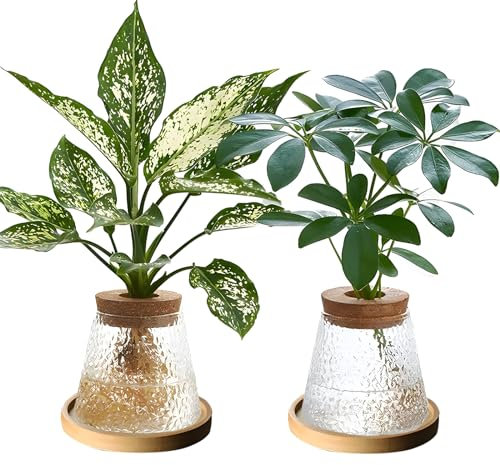CDIYTOOL Lot de 2 pots de culture hydroponique en verre avec couvercle en bois et plateau pour plantes hydroponiques, décoration de bureau (texture martelée)
