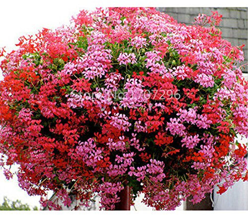 IVY foglia di geranio MIX - Pelargonium peltatum - 10 semi più bella di quest'anno