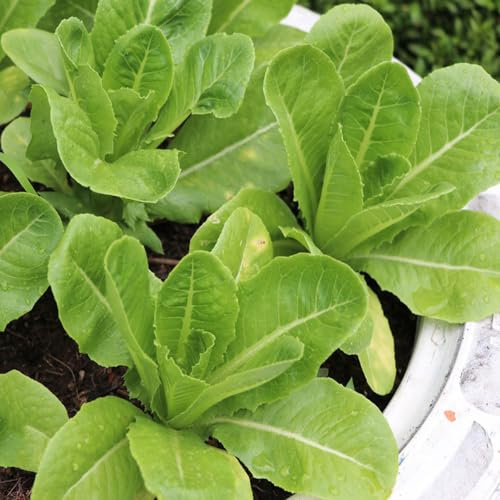 150 pcs salat samen winterhart - kräutersamen winterharte kübelpflanzen kopfsalat pflücksalat,salatsamen,Lactuca sativa, deko pflanzen seed gemüsebeet zimmerpflanze bio saatgut gartenkräuter
