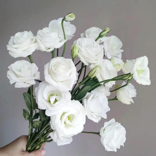 500 piezas semilla de eustoma y plantas resistentes para el jardín. Lisianthus - (Eustoma grandiflorum) Decoración de salón moderna semillas de pradera de abejas