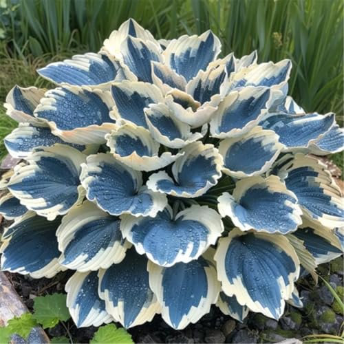 Strong Plants That Grow Well/Mix Golden Jade Carving Feels Perfect Hosta tubers - Large perennials - Great as Ground Cover in The shade-4bulbs-E