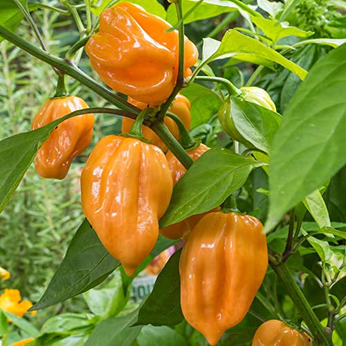 Habanero orange Chili Samen für ca. 15 Pflanzen - klassischer, weit verbreiteter Chili