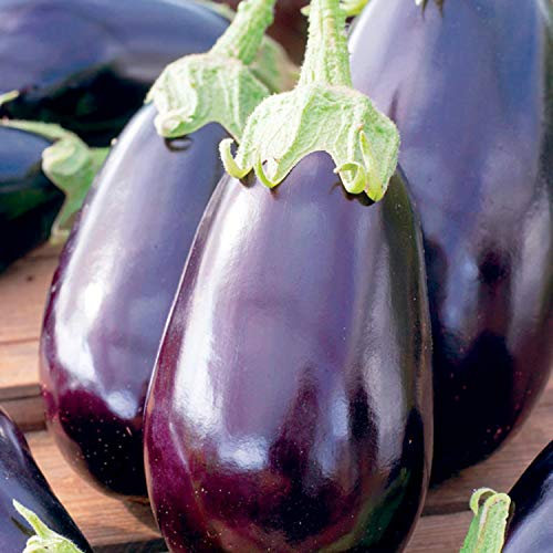 60 Graines d'Aubergine Black Beauty - légume jardin potager - semences paysannes reproductibles - SemiSauvage
