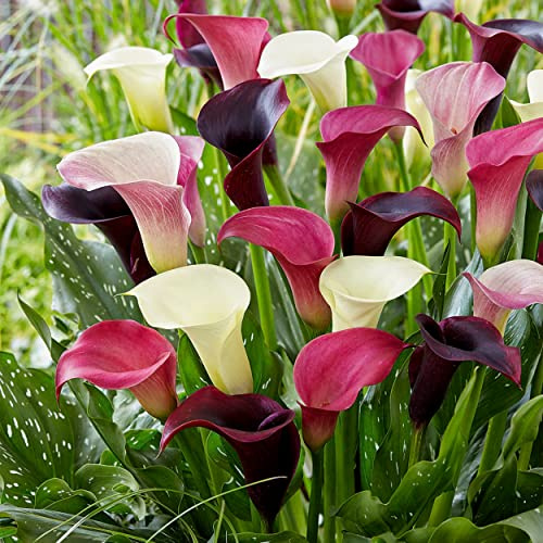 Garden State Bulb Purple Rain Multi-Color Mixed Calla Lily Flower Bulbs, 14/+cm, Spring Planting (Bag of 10)