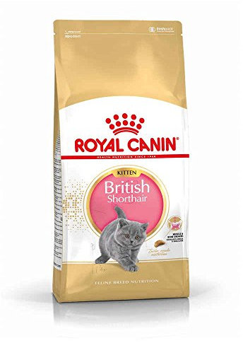 Royal Canin KITTEN British Shorthair Katzenfutter 2 kg, 1er Pack (1 x 2 kg)