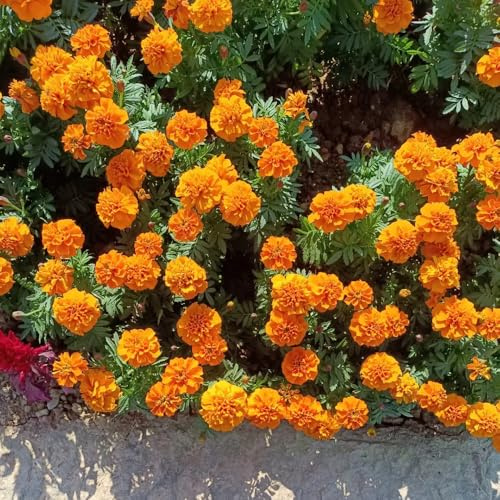 semillas de caléndula orgánicas - tagetes - silvestres, para bancales elevados de caléndula de caléndula Decoración de jardín para exterior, 200pcs