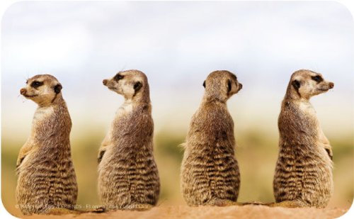 Frühstücksbrettchen Erdmännchen Quartett