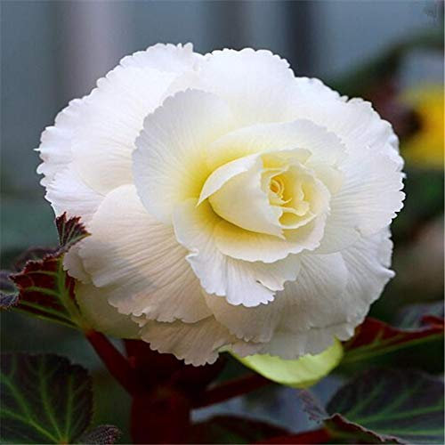 Ultrey Seed House - 100 Pieces Fragrance Begonia Bulbs Flower Seeds Hanging Basket Begonia Collection one of The Most Popular perennials for Shade!
