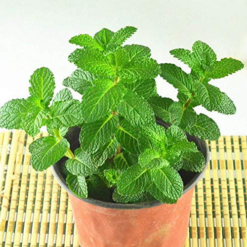 Graines de menthe verte 30 pièces Mentha spicata thé aux herbes de menthe citron colibri comestible biologique facile à cultiver des graines de plantes pour la plantation de jardin cour maison