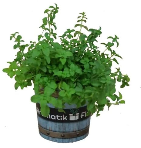 Planta de Menta Poleo Natural Hierba de Exterior con Múltiples Utilidades Beneficiosas