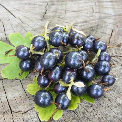 400 piezas semillas de plantas de grosella espinosa, árboles frutales enanos, planta de interior Grosellas, Grosella Espinosa Suculentas plantas en macetas resistentes y resistentes