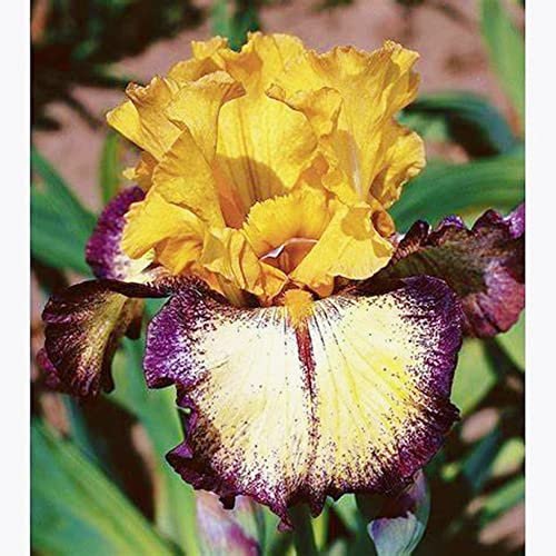 Bulbo di iris, iris barbuto, perenne, decorazione del giardino-15 Bulbis,A