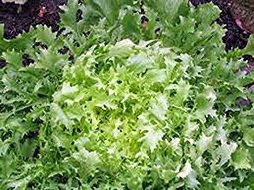 Semi Indivia Verde Arricciato Ruffec Giardino Camere Non OGM Tasty Cuore Festive Foglie Bianche (150)