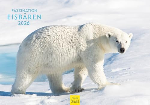 Edition Seidel Calendario premium fascinación de osos polares 2026, formato DIN A3, calendario de pared, calendario animal, Polo Norte, Groenlandia, hielo, oso polar, depredador