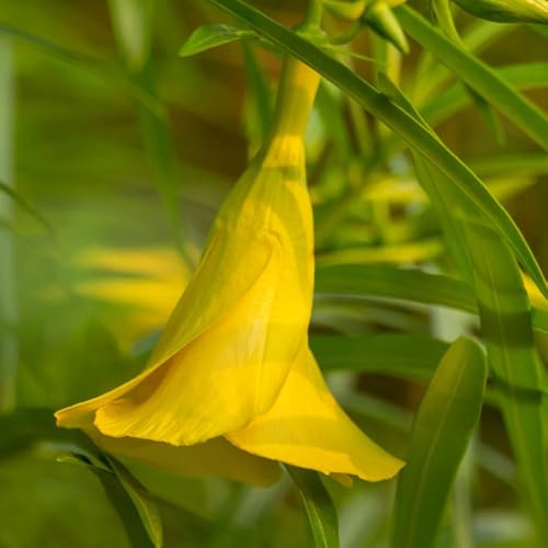 semillas de adelfa, exterior Adelfa Nerium, exóticas jardín para exterior semillas variedades antiguas jardín rocas verano balcón 12pcs