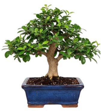 Aura Zen Interior – Bonsái Carmona microphylla Natural para Interior | Bonsái Té de Fukien Decorativo Elegante y Fácil Mantenimiento DECOALIVE