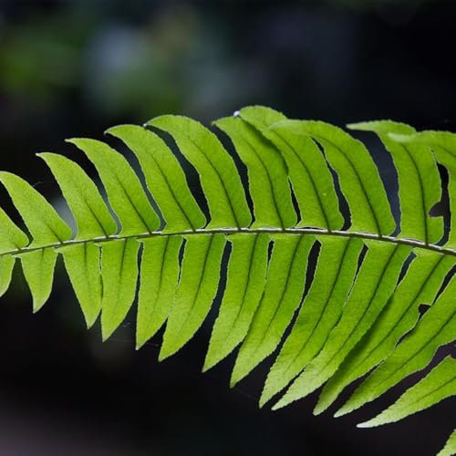 schwertfarn zimmerpflanze samen - zimmerpflanzen, kräutergarten balkon schwertfarn samen, gewächshaus klein fensterbank, kräutergarten geschenk kletterpflanzen winterhart, wilder wein 300pcs
