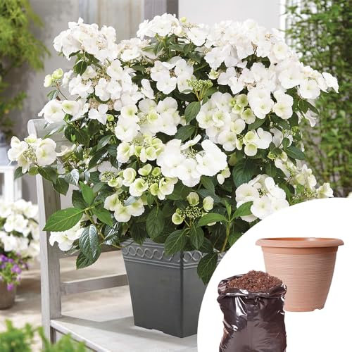 YouGarden Hydrangea 'Runaway Bride', Established Plant in 14cm Pot, with 20L Premium Professional Compost and 40cm Clay Planter, Ready To Plant