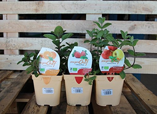 Menta sabor cítrico (maceta 13 cm Ø) - Planta viva ecologica - Planta aromatica