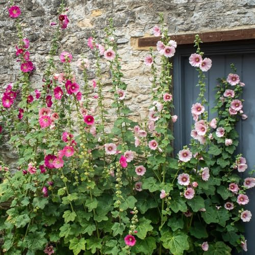 Semillas de malva real - resistentes de otoño resistentes balcón verano para jardines rocas extraño variedades antiguas semillas invernaderos 1000pcs