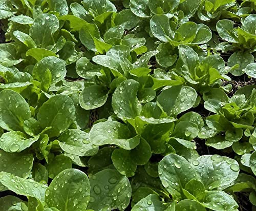 Lot de 500 Graines de Mâche Verte de Cambrai - Variété Traditionnelle et Savoureuse - Facile à cultiver pour Débutant - 100% Naturelle - Qualité Gustative - Garantie Germination - 100% Reproductible