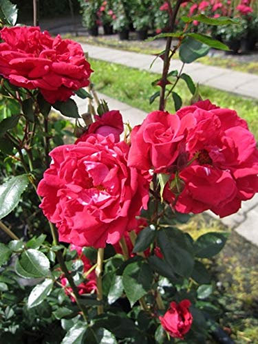 Kletterrose Red New Dawn® syn. Rouge Etienne® - Rosa Red New Dawn syn. Rouge Etienne® - rot