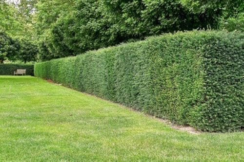 30 Taxus media 'Hilli' 100-120cm ohne Ballen gemessen– Bechereibe | Immergrüne Heckenpflanze & Ziergehölz | Schnittverträglich, winterhart & pflegeleicht“ | Eiben | Heckenpflanzen | für ca. 7-8m Hecke