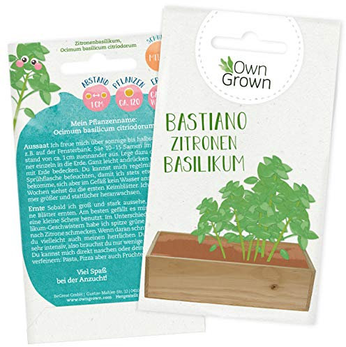 Basilikum Samen für ca. 120x Basilikum Pflanze: Premium Zitronenbasilikum Samen für Kinder und Erwachsene – Küchenkräuter Samen – Zitronenbasilikum Bastiano – Kräuter Saatgut für Kids von OwnGrown