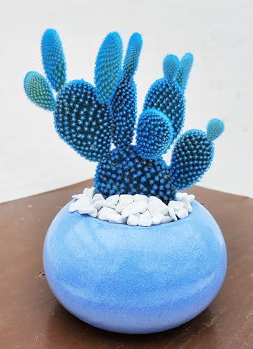 POWERS TO FLOWERS - FICO D'INDIA, OPUNTIA, COLOR LIFE BLU IN VASO CERAMICA AZZURRO, pianta vera