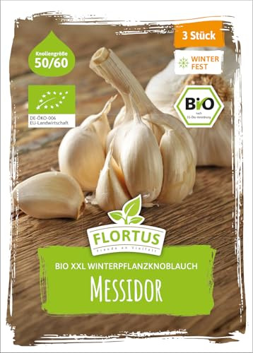 FLORTUS – BIO XXL Winterpflanzknoblauch Messidor 3 Knollen zertifiziertes Pflanzgut, keine Samen – Knollengröße 50-60 mm – winterhart, knackig-würziger Knoblauch aus Frankreich