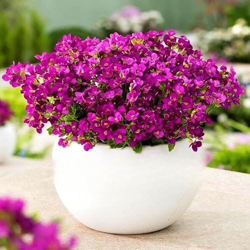 Rock cress pink 1000 seeds + Plant tag + Freebie - rockery - Arabis Caucasica