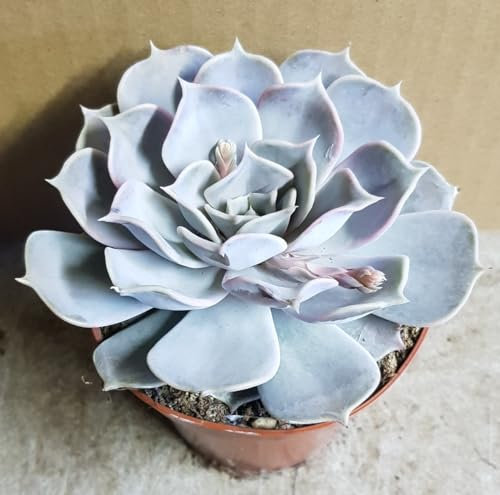 Echeveria 'Lila China' / Godet/Succulente d'intérieur et d'extérieur