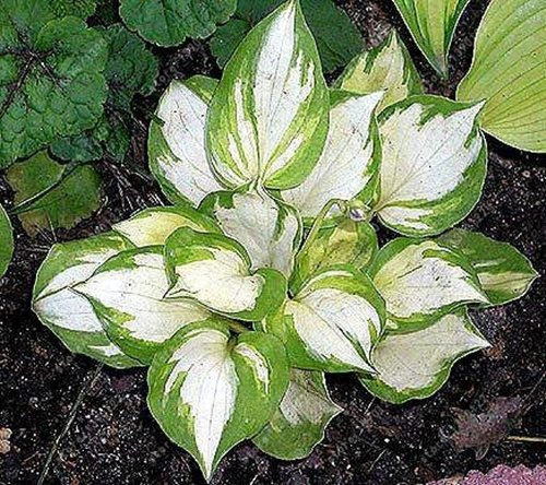 Seeds 50 pc/bag hosta perennial plants seeds, flow flower seeds flower of the gr lily of gr, precious seeds of plants Hosta home garden 7 : Seeds Only