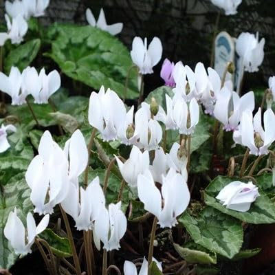 100 graines de fleurs de cyclamen blanc
