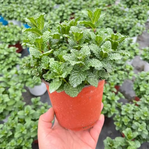 semi di menta al coperto - resistenti giardino interno biologici 200pcs
