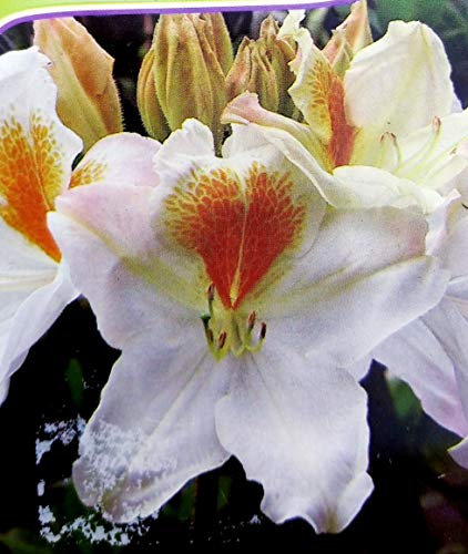 POWERS TO FLOWERS - AZALEA MOLLIS BIANCA XXL, AZALEA DA ESTERNO, vaso 26cm, pianta vera