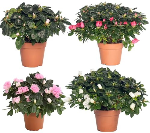 Cuatro Unidades de Rhododendron - Azaleas Naturales - Plantas de Exterior