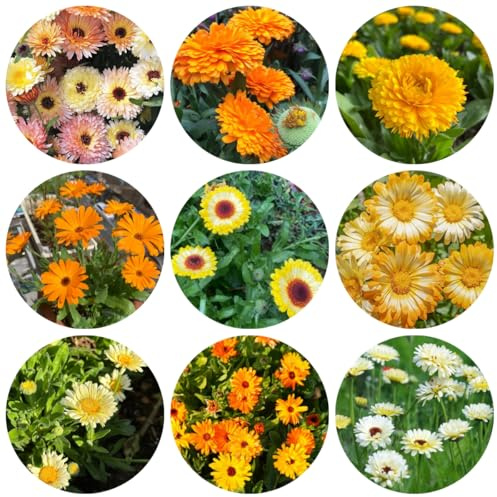 semi di calendula to perenni di calendula perenne resistenti per il giardino decorativi resistenti balcone 1000pcs