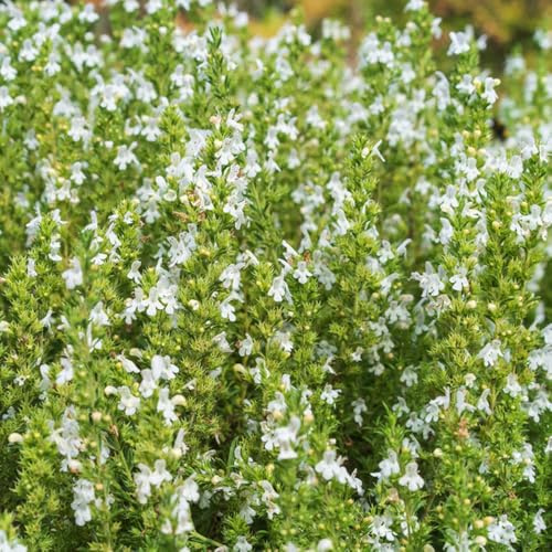 Semillas de ajedrea, orgánicas decoración de jardín silvestres resistentes jardín raras en balcones invernaderos la 500pcs